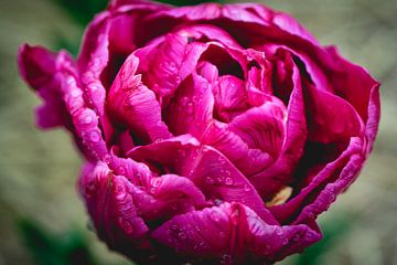 Nahaufnahme lila Tulpe von Sonny Vermeer