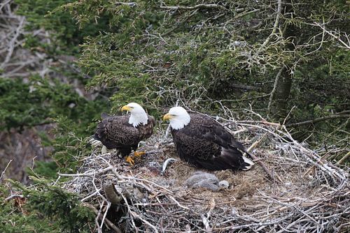 Volwassen zeearend met kuiken in een nest in een boom Newfoundland Canada
