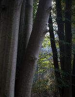 Between the Trees