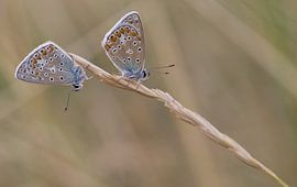 Twee icarusblauwtjes op een grashalm