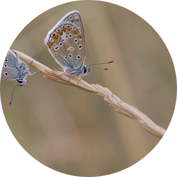 Twee icarusblauwtjes op een grashalm van Jan Jongejan