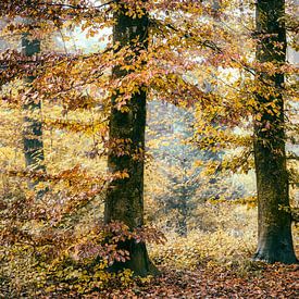 Autumn Forest by Alexandra Schmid