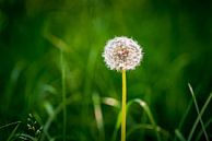 Common Dandelion van Urban Photo Lab thumbnail