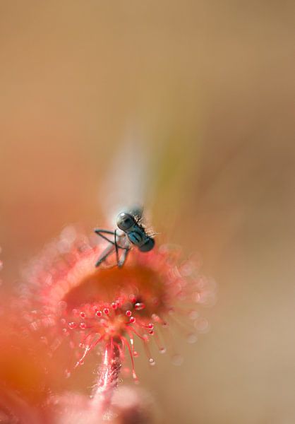 Zonnedauw met een lekker hapje von Incanto Images