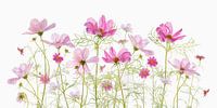 Cosmea