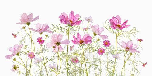 Cosmea