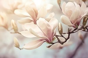 Magnolienblüte