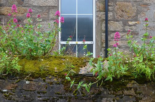 Wall in Mousehole, Cornwall