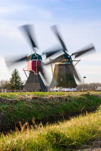 Two historical Dutch mills in the wind