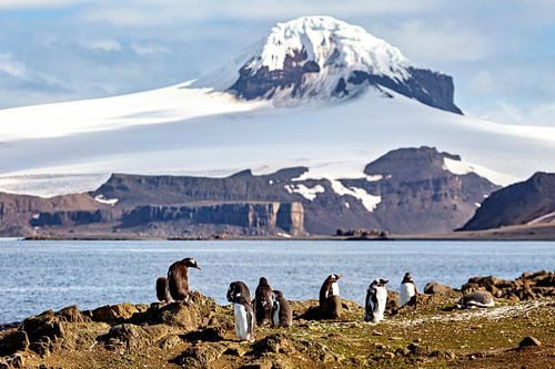 Gentoo penguins of the Antarctic