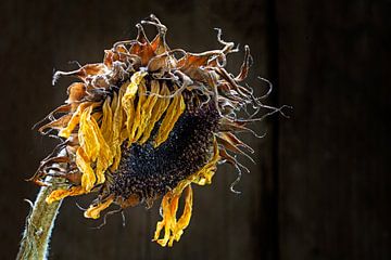 withered sunflower in raking light against dark brown background with copy space, selected focus by Maren Winter