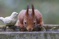 Trinkendes Eichhörnchen