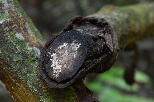 Taman Negara, Malaysia