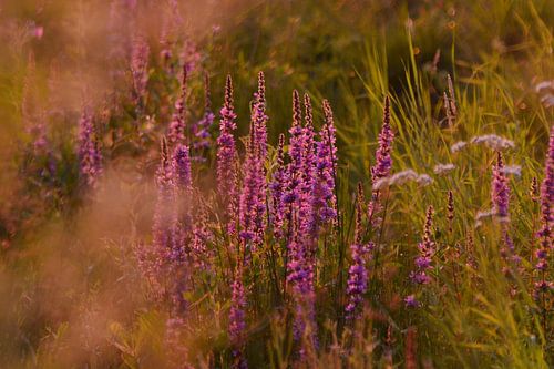 Blüht in der Abendsonne
