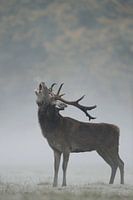 le cri ... Cerf élaphe *Cervus elaphus*