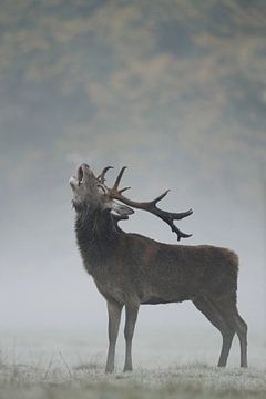 Red Deer / Stag  (Cervus elaphus) roaring in morning fog. by wunderbare Erde