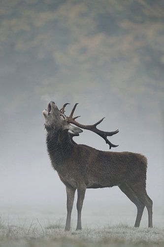 le cri ... Cerf élaphe *Cervus elaphus*