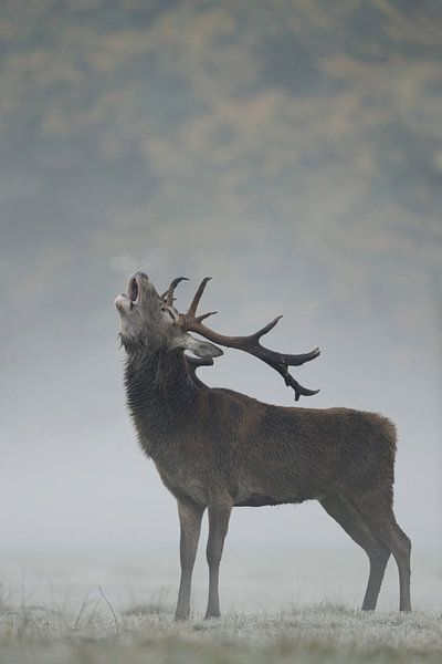 der Schrei... Rothirsch *Cervus elaphus* von wunderbare Erde
