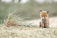 Rustmoment in het Duinlandschap Jonge Vos in Tederheid van Femke Ketelaar thumbnail