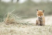 Moment of Rest in the Dune Landscape - Young Fox in Tenderness