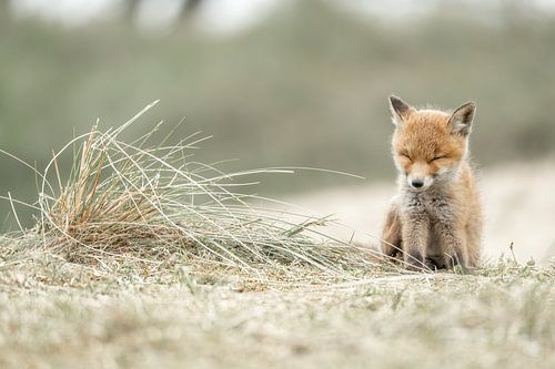 Moment der Ruhe in der Dünenlandschaft - Junger Fuchs in der Zärtlichkeit von Femke Ketelaar