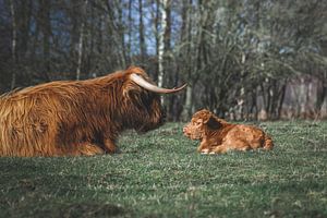 Pasgeboren schotse hooglander kalf ligt tegenover moeder