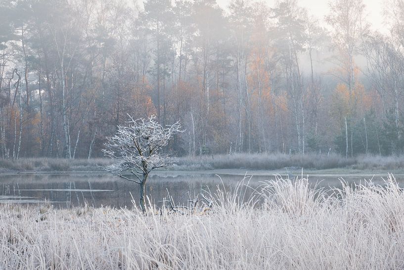 Winter von e.a. hoogenboom