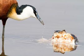Jacana met blauwe ogen