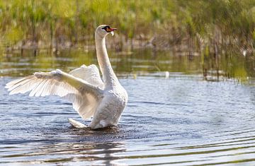 Mighty Swan by Ingmar de Vegte