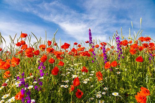 Summer flowers field