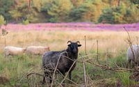 ram on the heath by Tania Perneel thumbnail