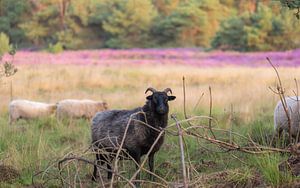 ram op de heide van Tania Perneel