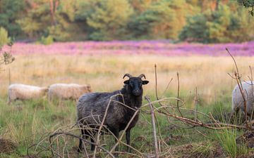 ram on the heath by Tania Perneel
