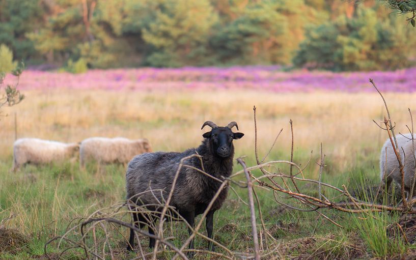 ram on the heath by Tania Perneel