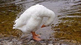 weiße Wildgans am Wasser