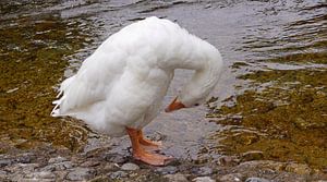 weiße Wildgans am Wasser