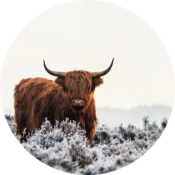 Hooglander van Jaap van den Helm