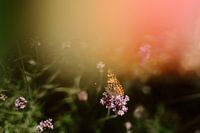 Schmetterling auf Lavendel