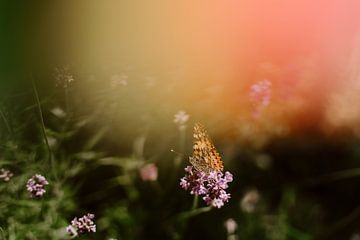 Schmetterling auf Lavendel