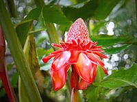 Torch lily with rain drops