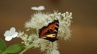 Schmetterling auf blum von Enno Hemminga Miniaturansicht