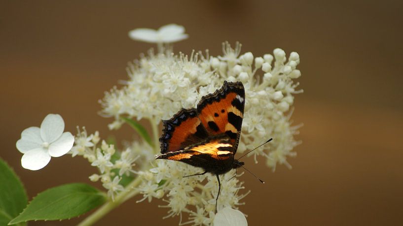 Schmetterling auf blum von Enno Hemminga