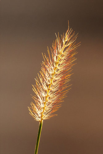 A blade of grass in the evening backlight