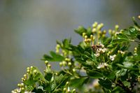 Flowers and bees