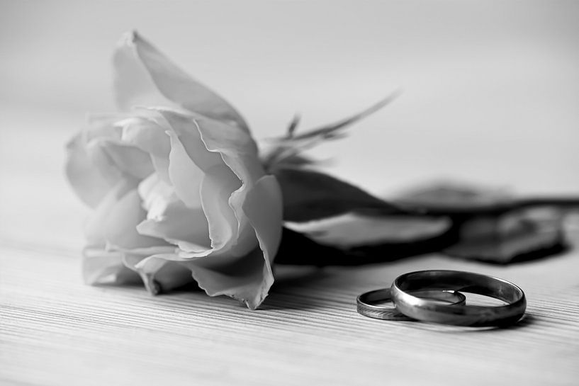 Rose and rings as a sign of love by Heiko Kueverling