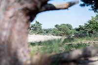 View through