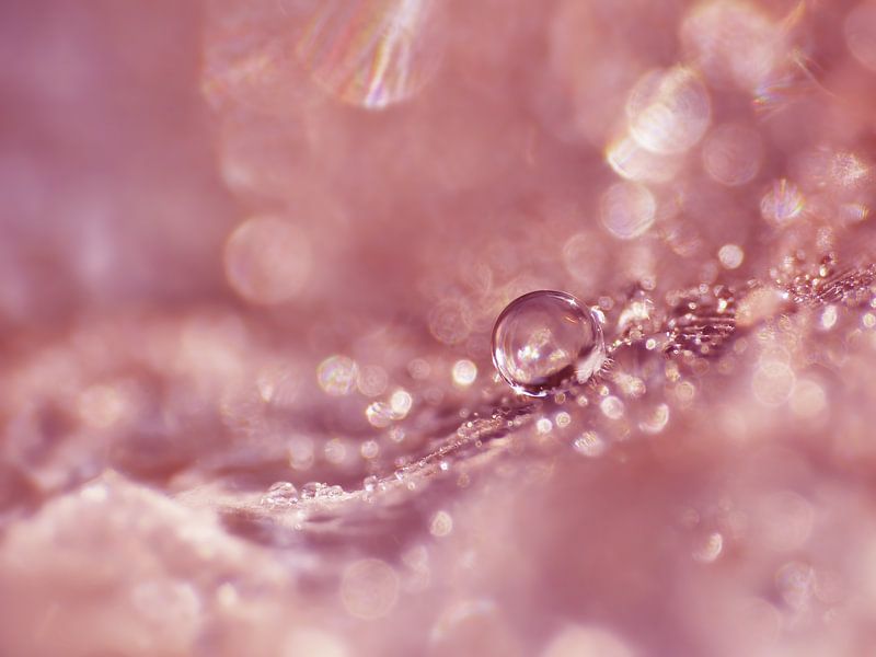 Morning Glory (Tropfen in Altrosa mit Bokeh) von Caroline Lichthart