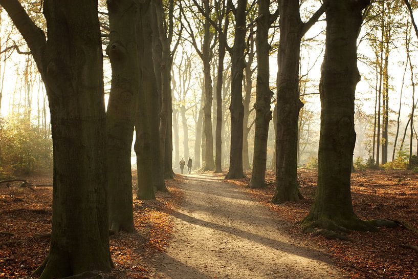 Golden autumn van Eddo Kloosterman