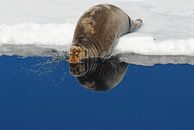 Beardes seal looking in the mirror by Peter Zwitser thumbnail