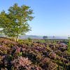 Lever de soleil sur un paysage de bruyère sur Sjoerd van der Wal Photographie